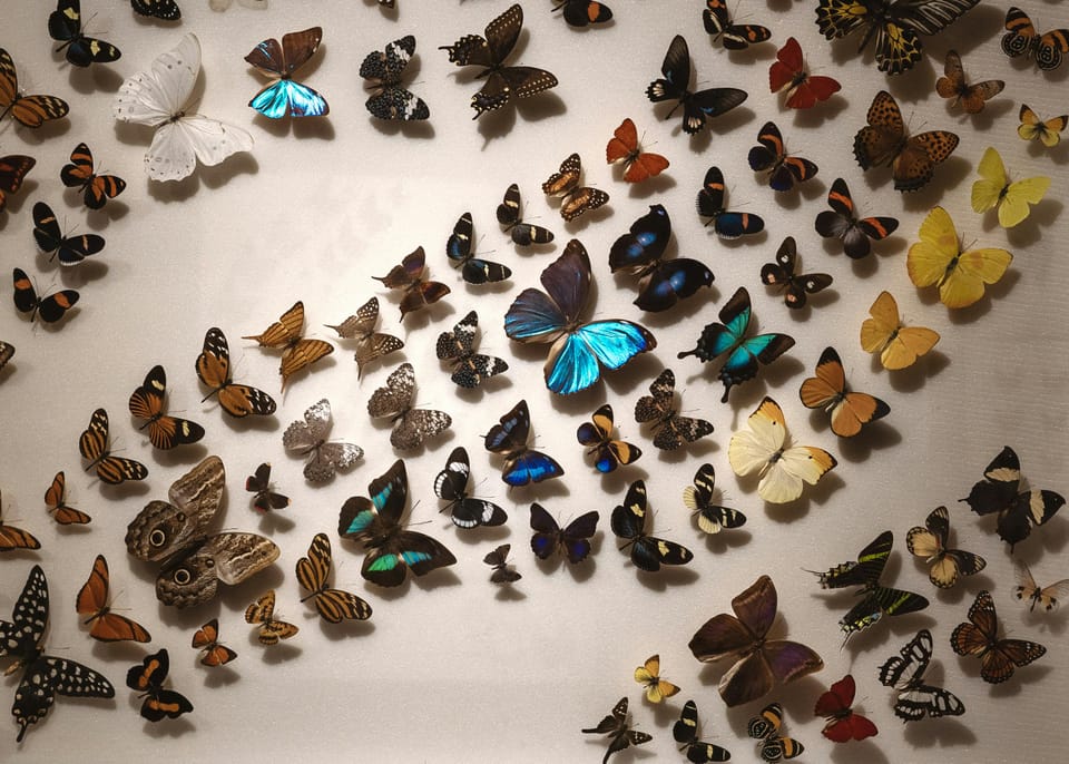 A collection of preserved butterflies in varying colors and species arranged in gentle arcs across a soft background, with a vivid blue morpho at the center.