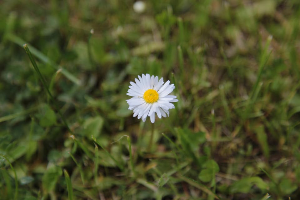 A single daisy in focus amid a field of blurred green grass—delicate, solitary, and quietly luminous.